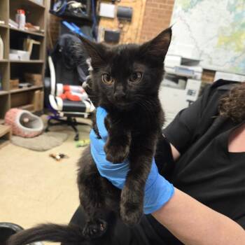 Claire -  Domestic Short Hair Cat for Adoption in Birmingham, Alabama - Claire | PetCurious