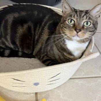 Charlie F -  Domestic Short Hair Cat for Adoption in Tampa, Florida - Charlie F | PetCurious