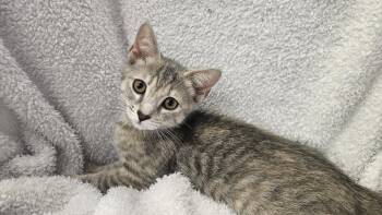 Donna (bonded with Rhonda) -  Domestic Short Hair Cat for Adoption in Antioch, California - Donna (bonded With Rhonda) | PetCurious