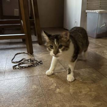 UNO FFC00325 -  Domestic Short Hair Cat for Adoption in Omaha, Nebraska - UNO FFC00325 | PetCurious