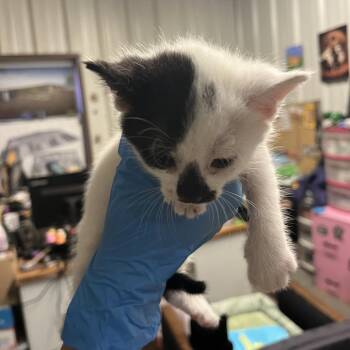 Dio Brando -  Domestic Short Hair Cat for Adoption in Stephenville, Texas - Dio Brando | PetCurious