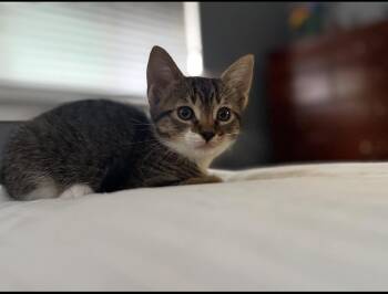 Tina -  Domestic Short Hair and Tabby Cat for Adoption in Rochester Hills, Michigan - Tina | PetCurious