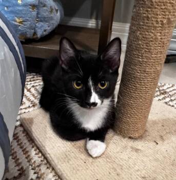 Zorula-Pokémon Litter -  Domestic Short Hair Cat for Adoption in Anthem, Arizona - Zorula-Pokémon Litter | PetCurious