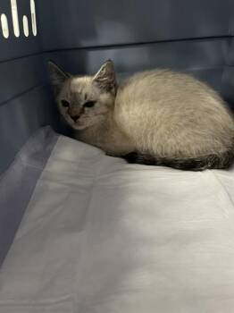 ARISHI -  Domestic Short Hair Cat for Adoption in Aliquippa, Pennsylvania - ARISHI | PetCurious