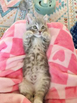 Gilbert -  Tabby and Domestic Short Hair Cat for Adoption in Georgetown, Kentucky - Gilbert | PetCurious