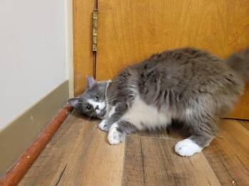 Andarna -  Domestic Long Hair Cat for Adoption in Lorain, Ohio - Andarna | PetCurious