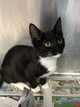 Rescue Domestic Short Hair Cats for Adoption in Houston, Texas - Dip Cone | PetCurious