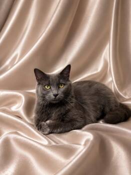 Sylviez -  Domestic Long Hair Cat for Adoption in Effingham, Illinois - Sylviez | PetCurious