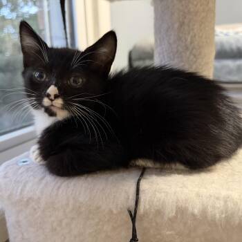 Oreo -  Tuxedo and Domestic Short Hair Cat for Adoption in UNIVERSITY PA, Maryland - Oreo | PetCurious