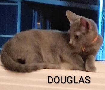 Douglas -  Domestic Short Hair Cat for Adoption in Redondo Beach, California - Douglas | PetCurious