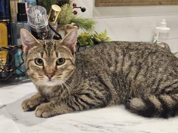 Domestic Short Hair Cats Available for Adoption - Chandler | PetCurious