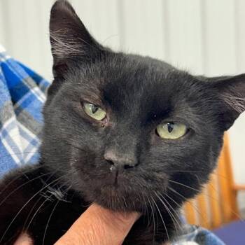 Rescue Domestic Short Hair Cats for Adoption in Baldwin, Wisconsin - Sweetie | PetCurious