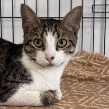 Emerald -  Domestic Short Hair Cat for Adoption in Houston, Texas - Emerald | PetCurious