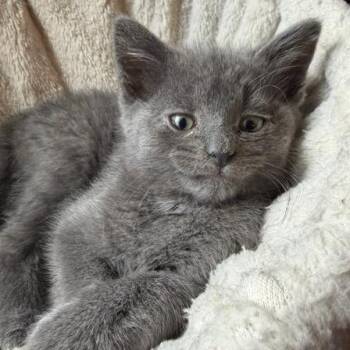 Courtney -  Domestic Short Hair Cat for Adoption in Belleville, Illinois - Courtney | PetCurious