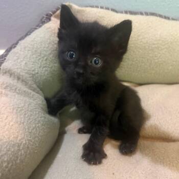Sakura Kasugano -  Domestic Short Hair Cat for Adoption in Redmond, Washington - Sakura Kasugano | PetCurious