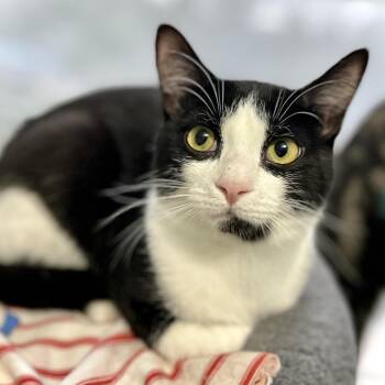 Domestic Short Hair Cats Available for Adoption in Guelph, Ontario - Benny | PetCurious