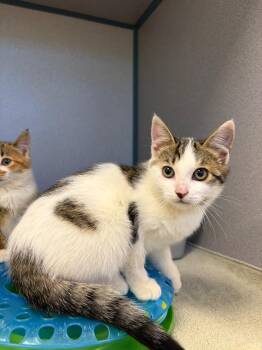 Max -  Domestic Short Hair Cat for Adoption in Liverpool, New York - Max | PetCurious