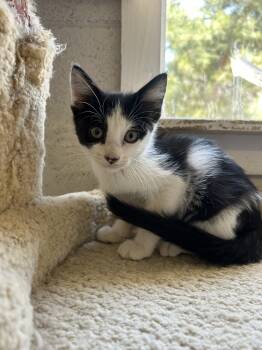 Rescue Domestic Short Hair Cats for Adoption in Ontario, California - Petey | PetCurious