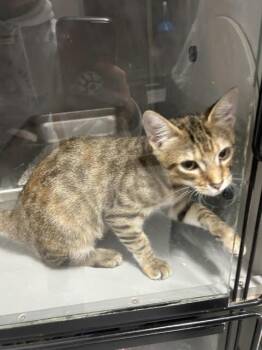 Kathleen -  Domestic Short Hair Cat for Adoption in Dayton, Minnesota - Kathleen | PetCurious