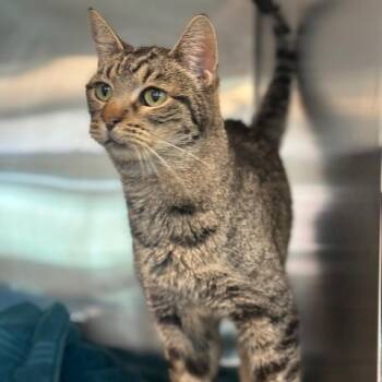 Rescue Domestic Short Hair Cats for Adoption in Los Angeles, California - Trista | PetCurious