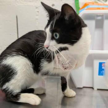 Dr. Dre -  Domestic Short Hair Cat for Adoption in Greenville, Pennsylvania - Dr. Dre | PetCurious