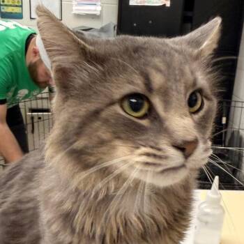 Vapor -  Domestic Medium Hair Cat for Adoption in Evansville, Indiana - Vapor | PetCurious