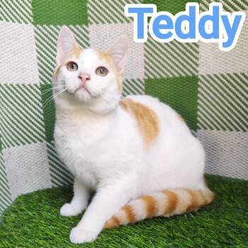 Domestic Short Hair Cats Available for Adoption - Teddy | PetCurious