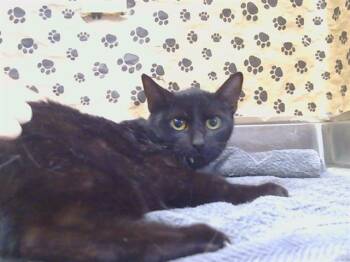 ESTELLE -  Domestic Short Hair Cat for Adoption in Sacramento, California - ESTELLE | PetCurious