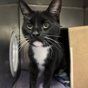 Domestic Short Hair Cats Available for Adoption in West Olive, Michigan - Salami (Petco) | PetCurious