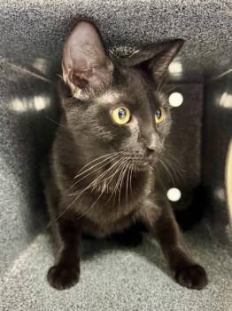 Mina -  Domestic Short Hair Cat for Adoption in Daytona Beach, Florida - Mina | PetCurious
