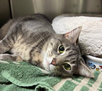 Tabby Cats Available for Adoption - Aria - Bonded Pair | PetCurious