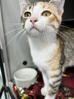 Domestic Short Hair Cats Available for Adoption in Dayton, Minnesota - Peaches | PetCurious