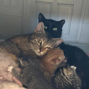 Domestic Short Hair Cats Available for Adoption in Fayetteville, Georgia - Onyx | PetCurious