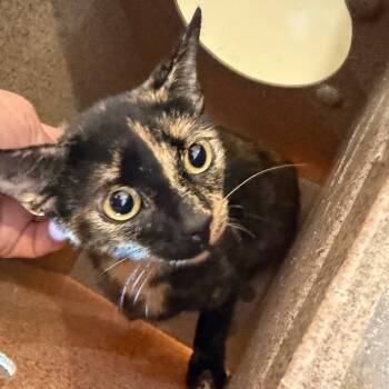 Gretchen -  Domestic Short Hair Cat for Adoption in Birmingham, Alabama - Gretchen | PetCurious