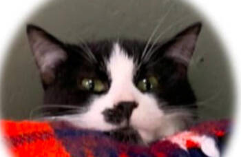 Rescue Domestic Short Hair Cats for Adoption in Waseca, Minnesota - Boo | PetCurious
