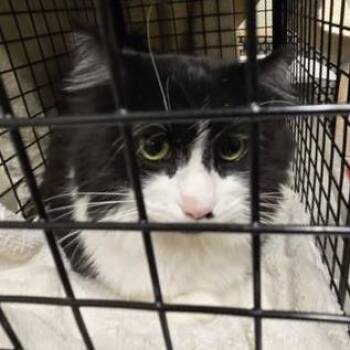Fat Man- Regal resident, adoption fees waived! -  Domestic Long Hair and Mixed Breed Cat for Adoption in Bristol, Indiana - Fat Man- Regal Resident, Adoption Fees Waived! | PetCurious