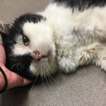 Rescue Domestic Short Hair Cats for Adoption in Middlebury, Vermont - Smoochie | PetCurious