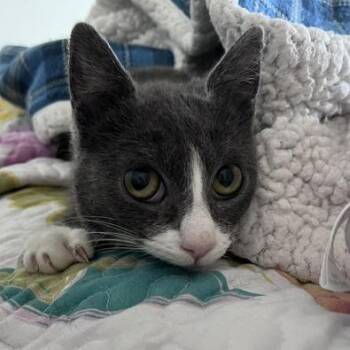 Domestic Short Hair Cats Available for Adoption in Merrifield, Virginia - Morgan McKenzie | PetCurious