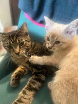 Domestic Short Hair Cats Available for Adoption - Gummy Bear (Bonded To Screaming Marshmallow) | PetCurious