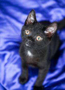 Statler -  Domestic Short Hair Cat for Adoption in Chattanooga, Tennessee - Statler | PetCurious