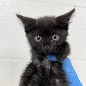 Margot -  Domestic Short Hair Cat for Adoption in Harrisonburg, Virginia - Margot | PetCurious
