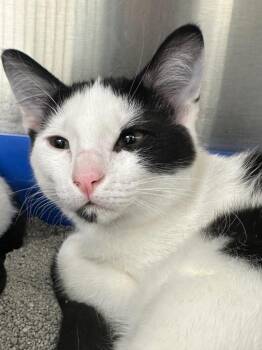 K Ci -  Domestic Short Hair Cat for Adoption in Lake City, Arkansas - K Ci | PetCurious