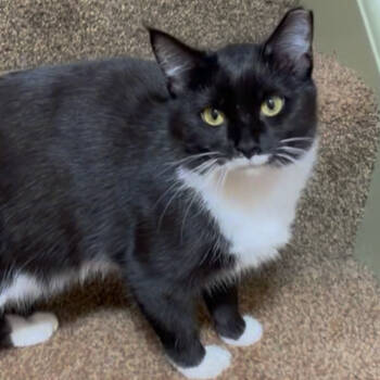 Rescue Domestic Short Hair Cats for Adoption in Medina, Ohio - Quin | PetCurious