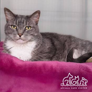 CALI -  Domestic Short Hair Cat for Adoption in Irvine, California - CALI | PetCurious