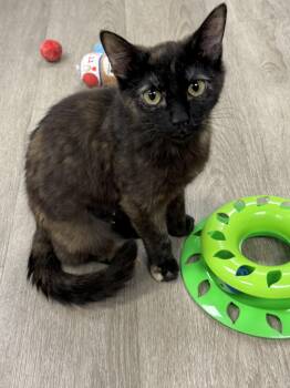 Nova -  Domestic Short Hair Cat for Adoption in Hamburg, New York - Nova | PetCurious