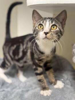 Domestic Short Hair Cats Available for Adoption - Morgana | PetCurious