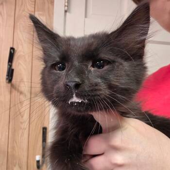 Mattie -  Domestic Long Hair Cat for Adoption in Leander, Texas - Mattie | PetCurious