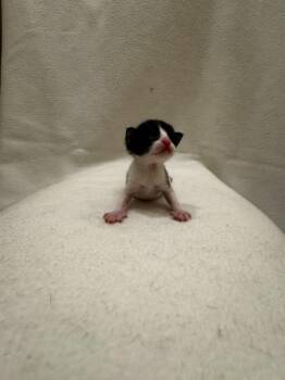 Moo Moo -  Domestic Short Hair Cat Available for Adoption in San Antonio, Texas - Moo Moo | PetCurious