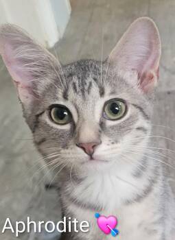 Aphrodite -  Domestic Short Hair Cat for Adoption in Las Vegas, Nevada - Aphrodite | PetCurious