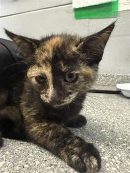 Milkshake -  Domestic Short Hair Cat for Adoption in Largo, Florida - Milkshake | PetCurious